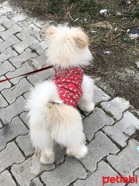 Maltese, Köpek  Şans fotoğrafı
