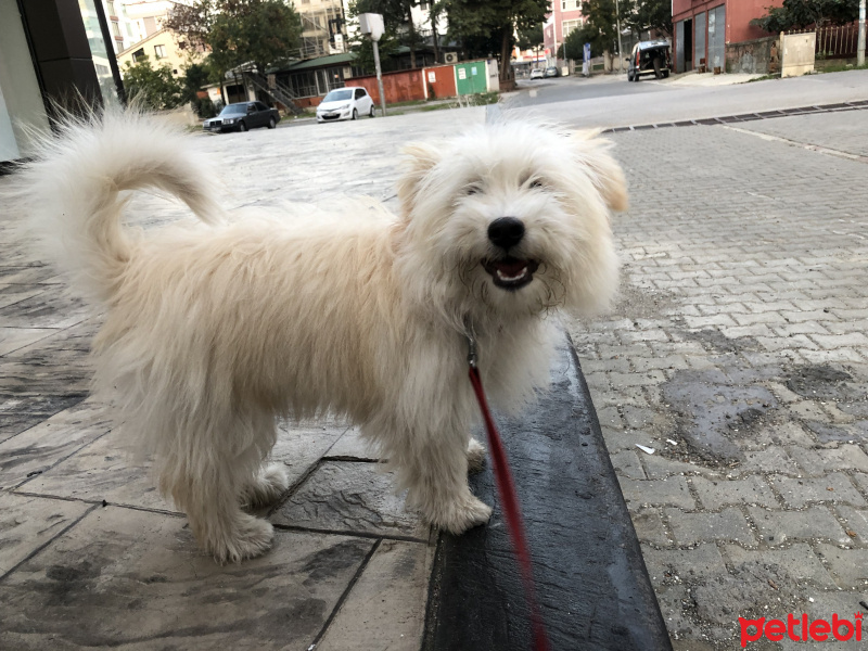 Maltese, Köpek  Şans fotoğrafı