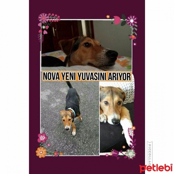 Beagle, Köpek  NOVA fotoğrafı