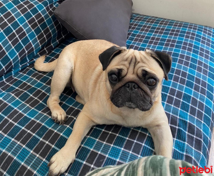 Pug, Köpek  Bandit fotoğrafı