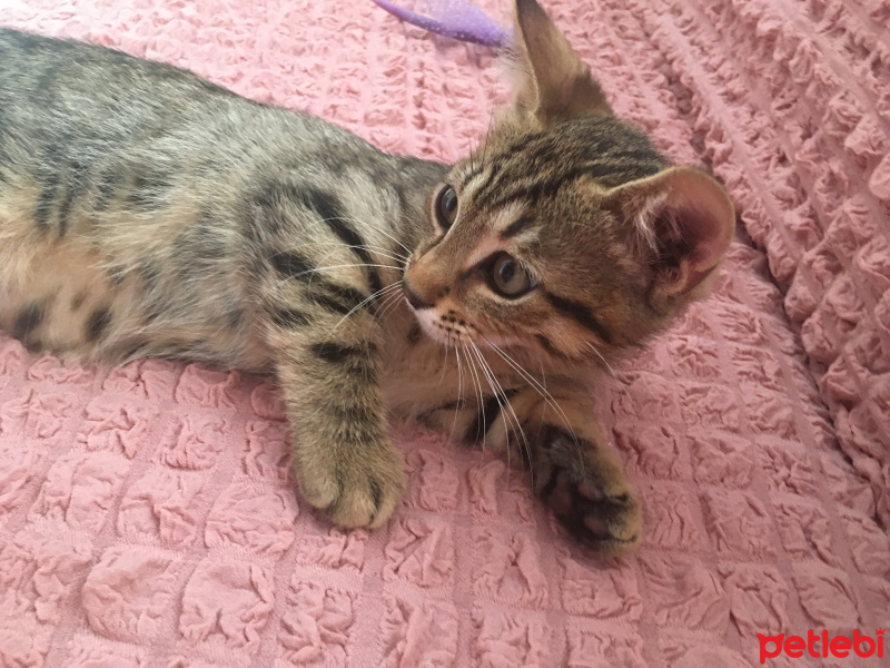 Tekir Kedi, Kedi  Tekir fotoğrafı