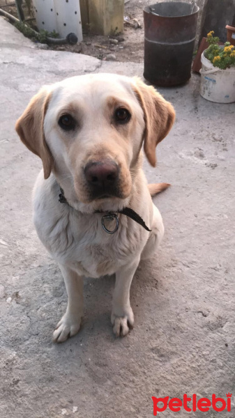 Labrador Retriever, Köpek  Luna fotoğrafı