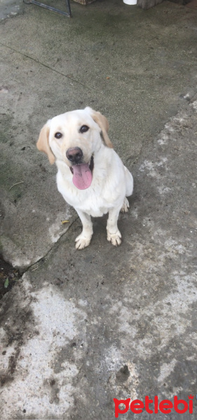 Labrador Retriever, Köpek  Luna fotoğrafı