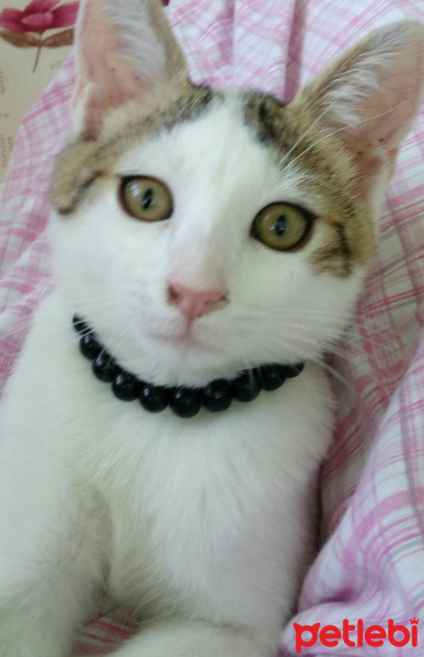 Sphynx, Kedi  Mia fotoğrafı