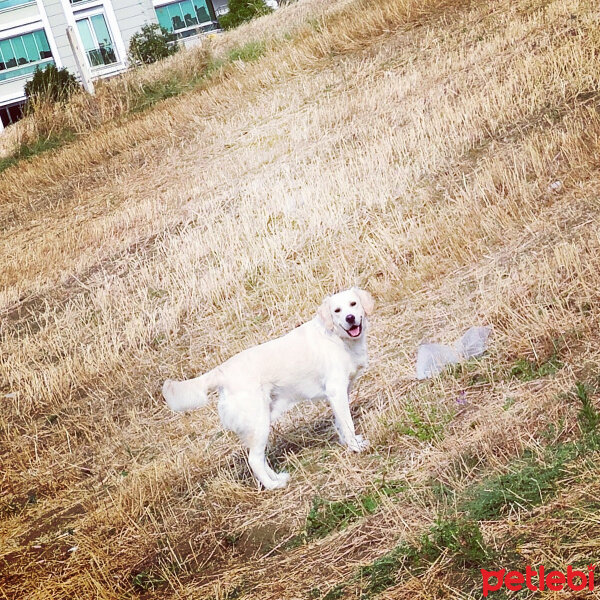 Golden Retriever, Köpek  Dino fotoğrafı