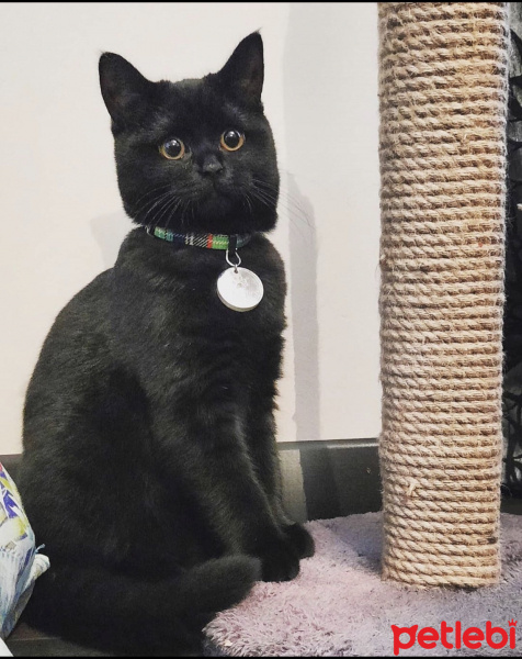 British Shorthair, Kedi  Mars fotoğrafı