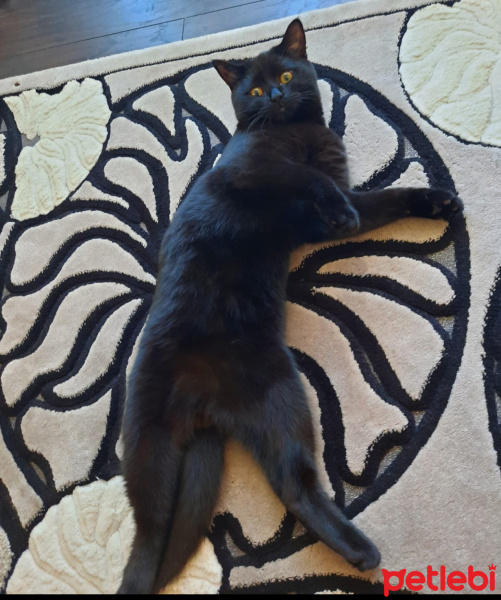 British Shorthair, Kedi  Mars fotoğrafı
