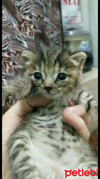 Tekir Kedi, Kedi  Simba fotoğrafı