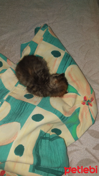 Tekir Kedi, Kedi  Simba fotoğrafı