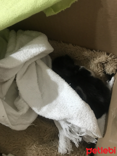 Tekir Kedi, Kedi  Mimi fotoğrafı