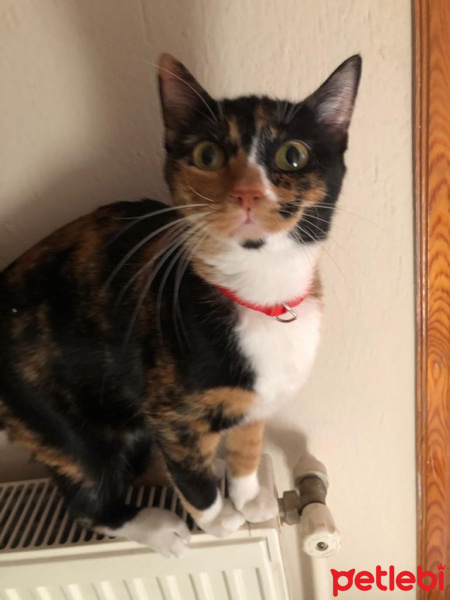 Tekir Kedi, Kedi  günışığı fotoğrafı