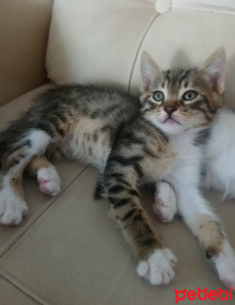 Tekir Kedi, Kedi  Mars ve Gümüş fotoğrafı