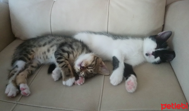 Tekir Kedi, Kedi  Mars ve Gümüş fotoğrafı