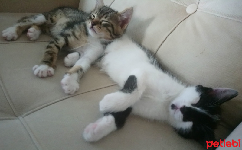 Tekir Kedi, Kedi  Mars ve Gümüş fotoğrafı