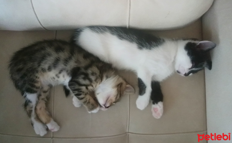 Tekir Kedi, Kedi  Mars ve Gümüş fotoğrafı