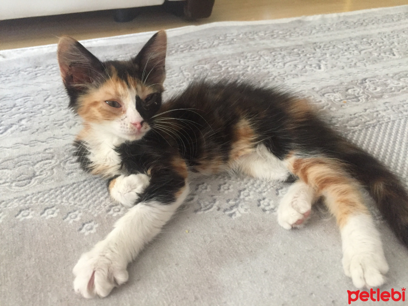 Tekir Kedi, Kedi  Minnoş fotoğrafı
