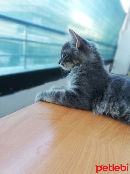 Norwegian Forest, Kedi  Rosa fotoğrafı