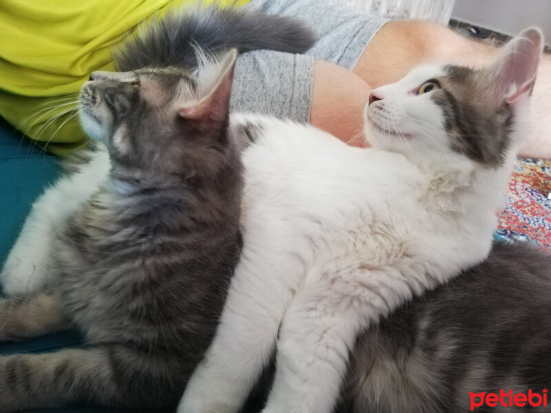 Norwegian Forest, Kedi  Paşa fotoğrafı