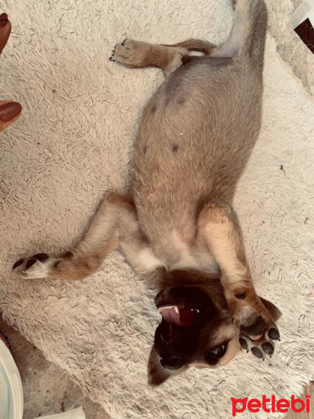 Kangal, Köpek  İsimsiz fotoğrafı