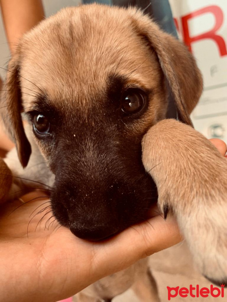 Kangal, Köpek  İsimsiz fotoğrafı