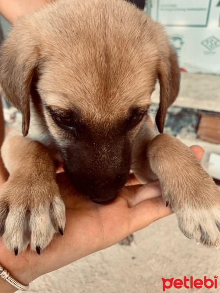 Kangal, Köpek  İsimsiz fotoğrafı