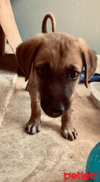 Kangal, Köpek  İsimsiz fotoğrafı
