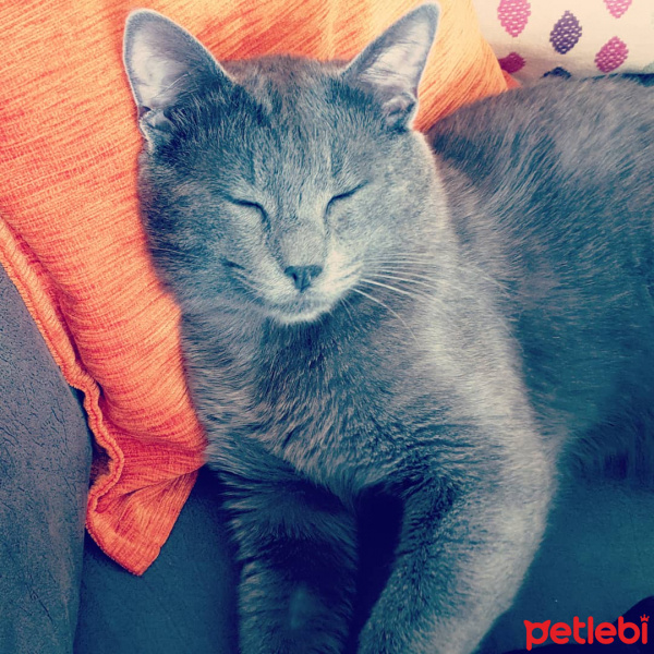 Mavi Rus, Kedi  Obi-Wan Catobi fotoğrafı