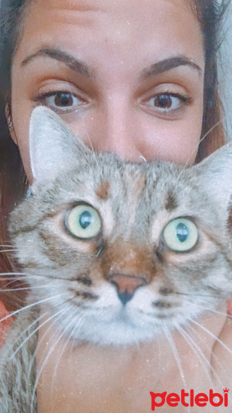 Tekir Kedi, Kedi  Çakıl fotoğrafı