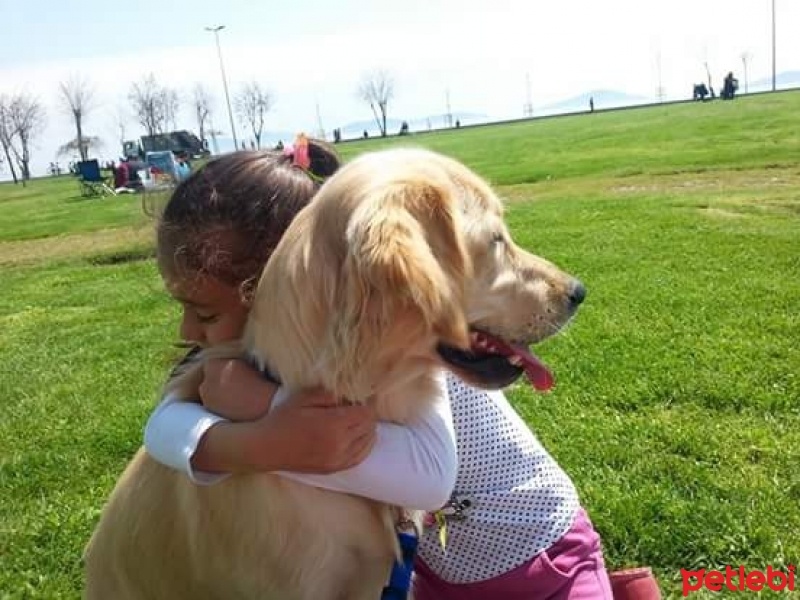 Golden Retriever, Köpek  Bal fotoğrafı