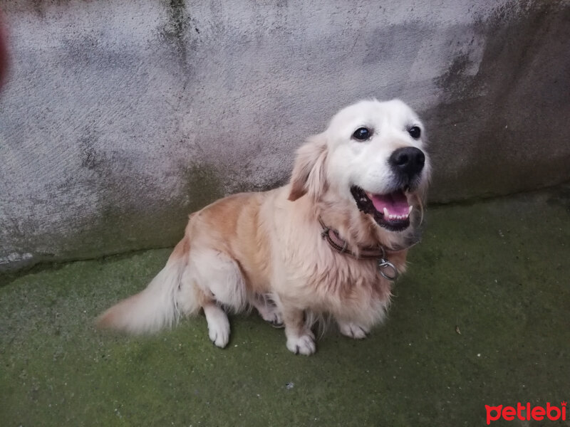 Golden Retriever, Köpek  BAL fotoğrafı