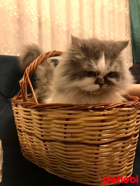 Chinchilla, Kedi  Paşa fotoğrafı