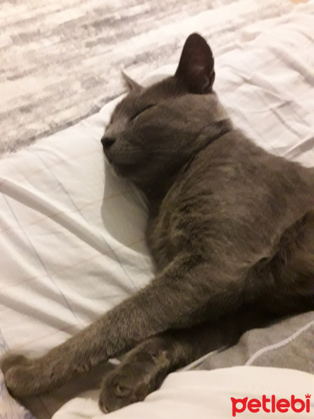 Mavi Rus, Kedi  Paşa fotoğrafı
