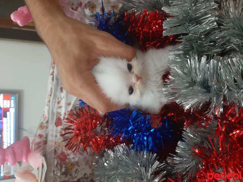 İran Kedisi (Persian), Kedi  (henüz isim belirlenmedi) fotoğrafı