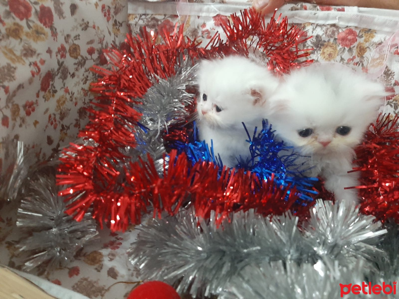 İran Kedisi (Persian), Kedi  (henüz isim belirlenmedi) fotoğrafı