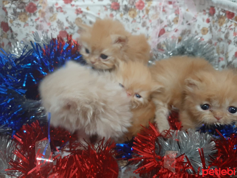 İran Kedisi (Persian), Kedi  (henüz isim belirlenmedi) fotoğrafı