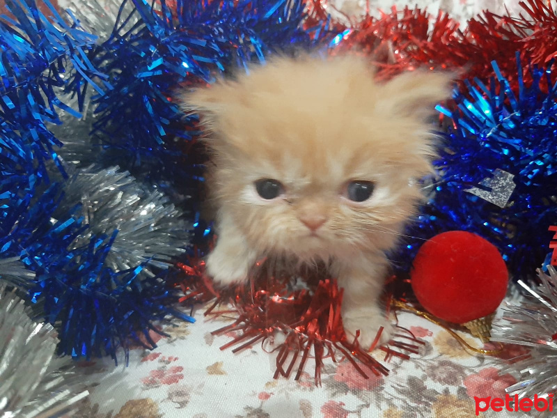 İran Kedisi (Persian), Kedi  (henüz isim belirlenmedi) fotoğrafı