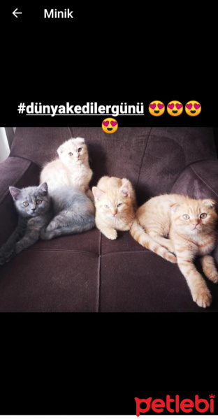British Shorthair, Kedi  Maybel fotoğrafı