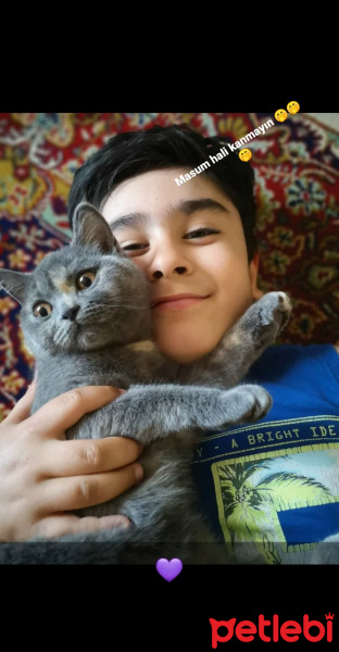 British Shorthair, Kedi  Maybel fotoğrafı