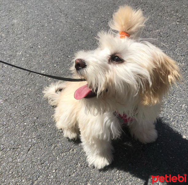 Maltese, Köpek  Cookie fotoğrafı