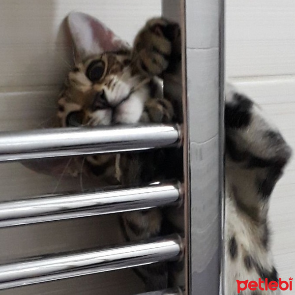 Tekir Kedi, Kedi  Oskar fotoğrafı