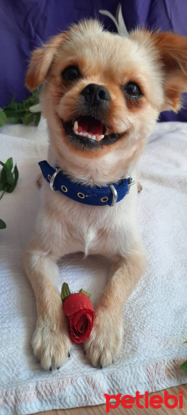 Pekingese, Köpek  PİER fotoğrafı