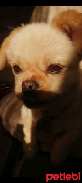Pekingese, Köpek  PİER fotoğrafı