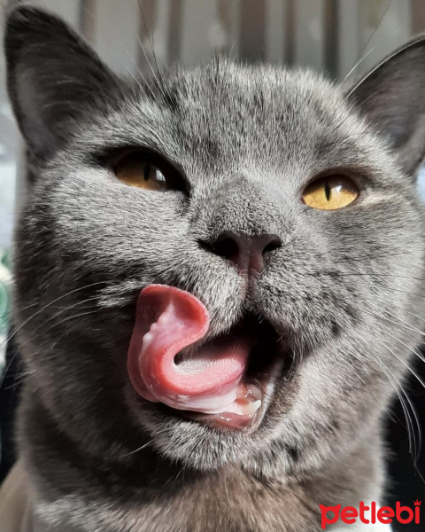 British Shorthair, Kedi  Maria fotoğrafı