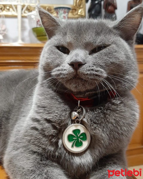 British Shorthair, Kedi  Maria fotoğrafı