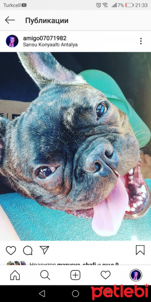 Fransız Bulldog, Köpek  BATMAN fotoğrafı