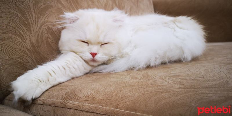 Scottish Fold, Kedi  Müezza fotoğrafı