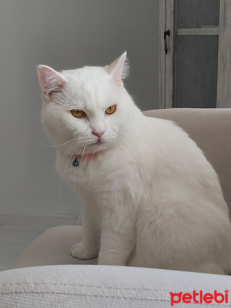 British Shorthair, Kedi  Ares fotoğrafı