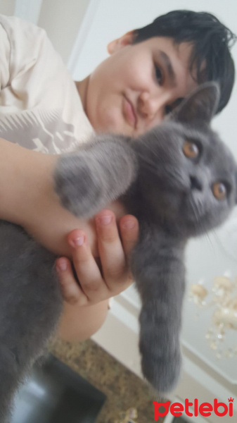 British Shorthair, Kedi  Mia fotoğrafı