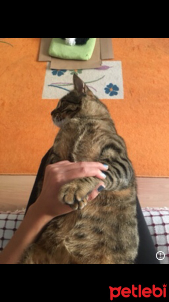 Tekir Kedi, Kedi  Patron fotoğrafı