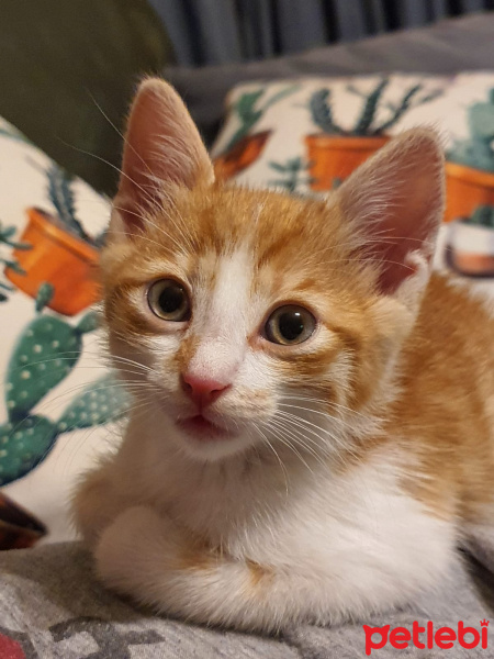 Sarman, Kedi  Lokma fotoğrafı